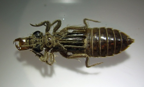Larva/nymph